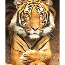 Схема вышивки «Серия "Хищники".»