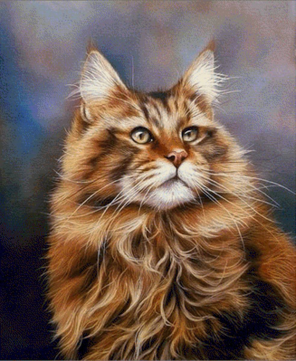 Main Coon. - animals. portraits. - предпросмотр