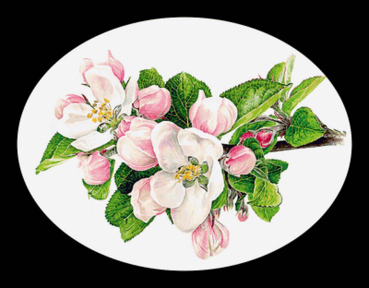 Яблоневый цвет - цветы, яблоневый цвет, ветка - предпросмотр