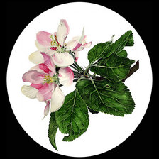 Яблоневый цвет 2