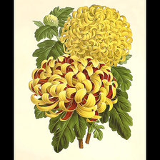 Схема вышивки «Серия "Хризантемы"»