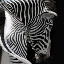 Схема вышивки «Зебра»