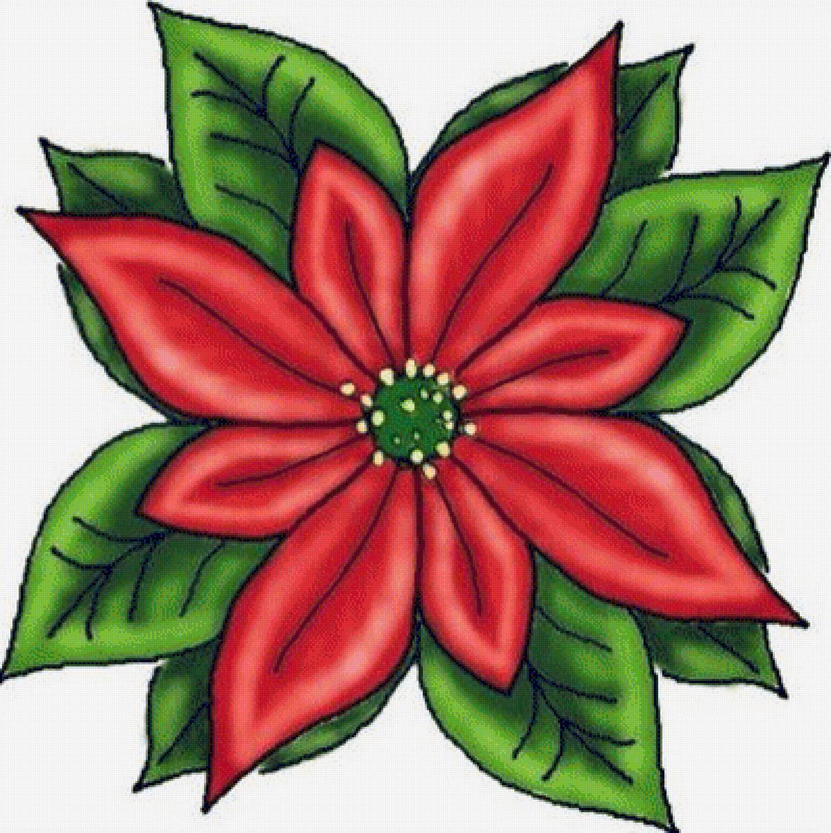 Stella natale - stella flower - предпросмотр