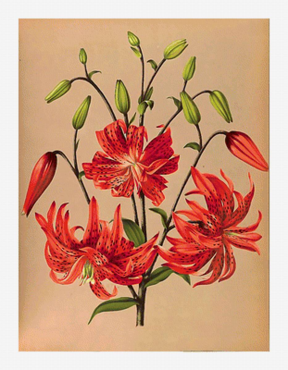 Серия "Лилии" - цветы, флора, лилии - предпросмотр