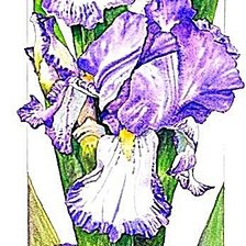 Схема вышивки «№1918245»