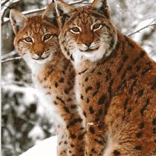 Схема вышивки «№1918288»