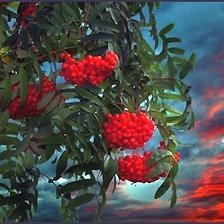 Схема вышивки «РЯБИНА»