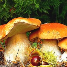 Схема вышивки «ГРИБЫ»