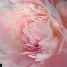 Схема вышивки «Пион»