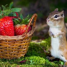 Схема вышивки «Бурундучок и клубника»