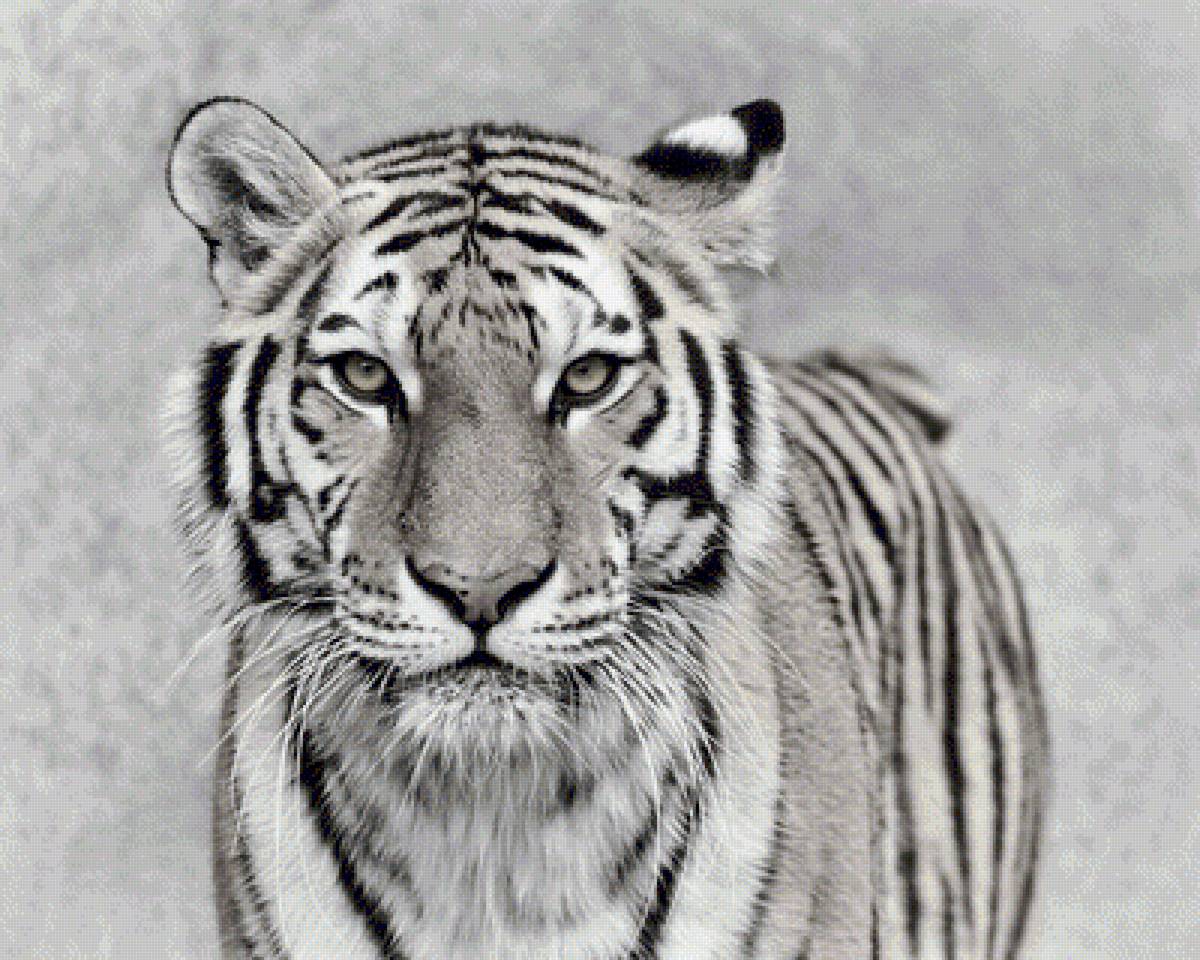 Тигр - тигр, монохром, животные - предпросмотр