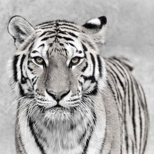 Схема вышивки «Тигр»