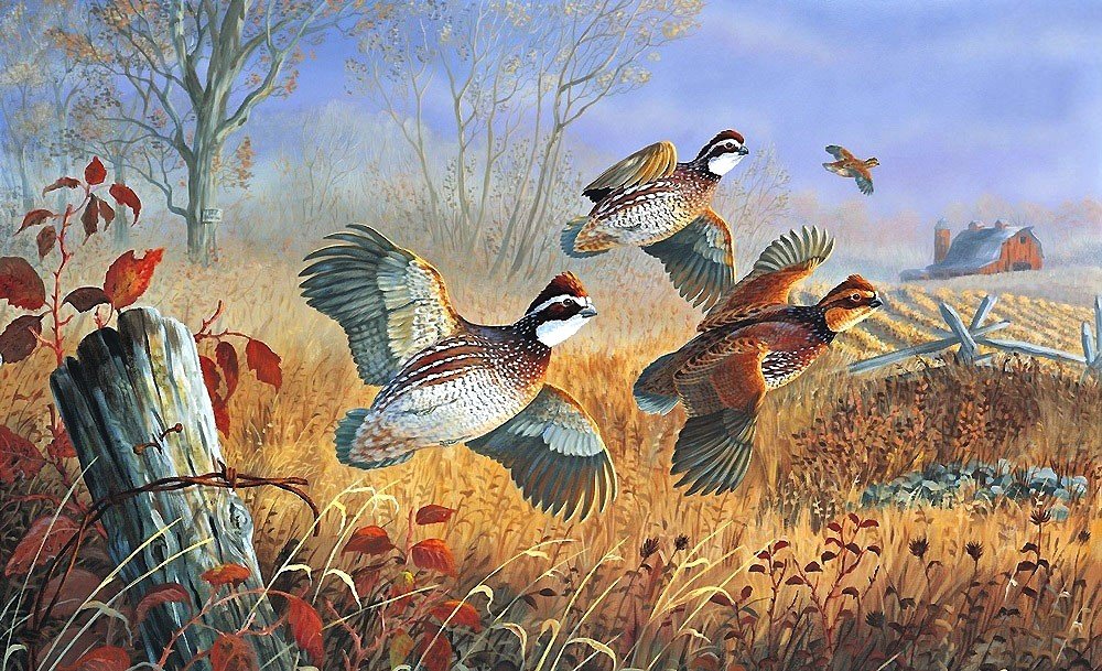 птицы - птицы - оригинал