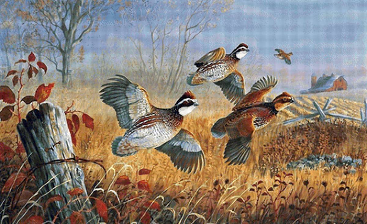 птицы - птицы - предпросмотр