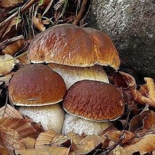 Схема вышивки «дары природы»