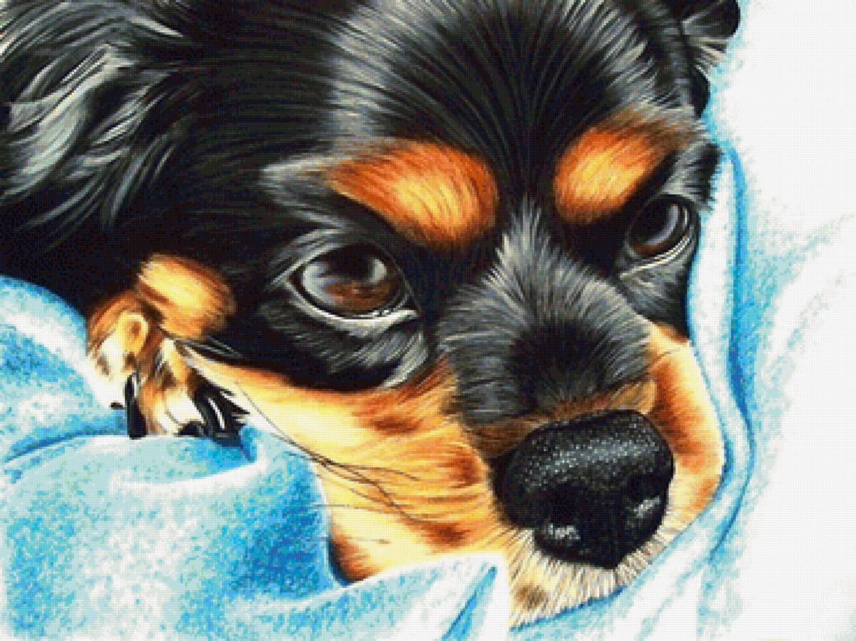 собака - собаки - предпросмотр