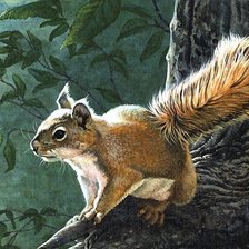 Схема вышивки «белка»