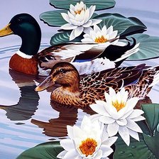 Схема вышивки «Утки»