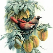 Схема вышивки «Птицы»