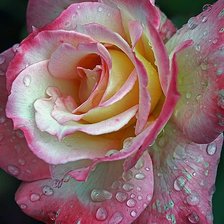 Схема вышивки «РОЗА»