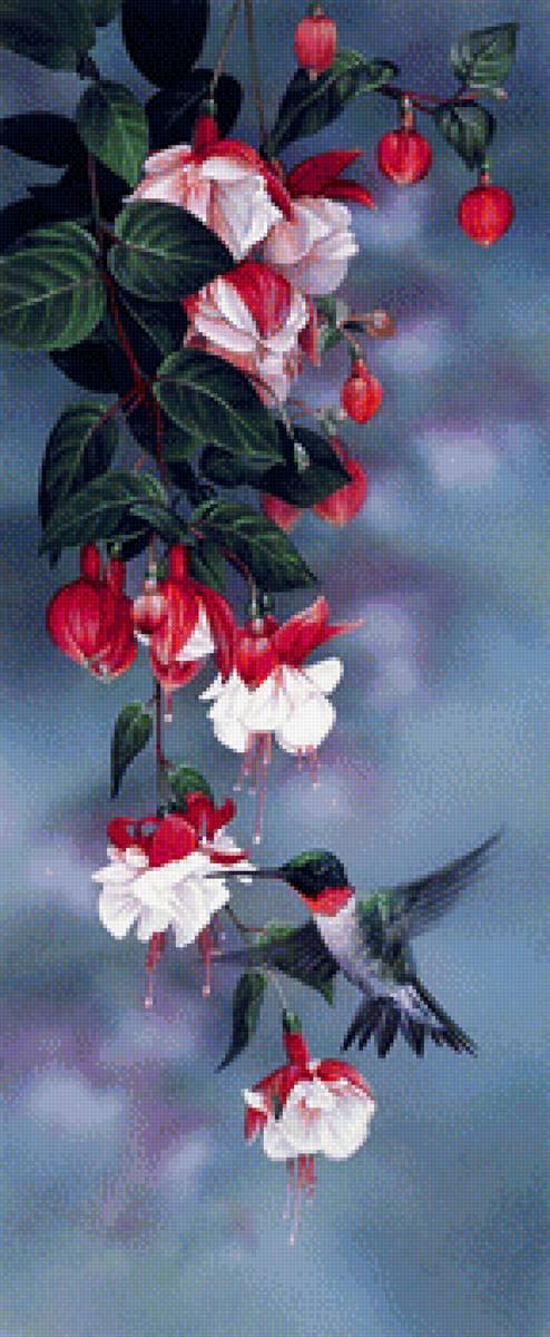 Колибри - птичка колибри цветы - предпросмотр