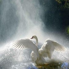 БЕЛЫЙ ЛЕБЕДЬ