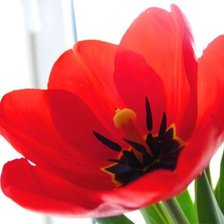 Схема вышивки «№1919841»