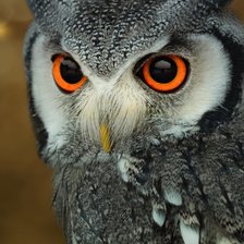 Схема вышивки «сова»