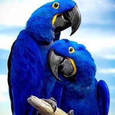 Схема вышивки «ара»