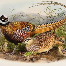 Схема вышивки «Птицы»