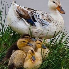 Схема вышивки «506»