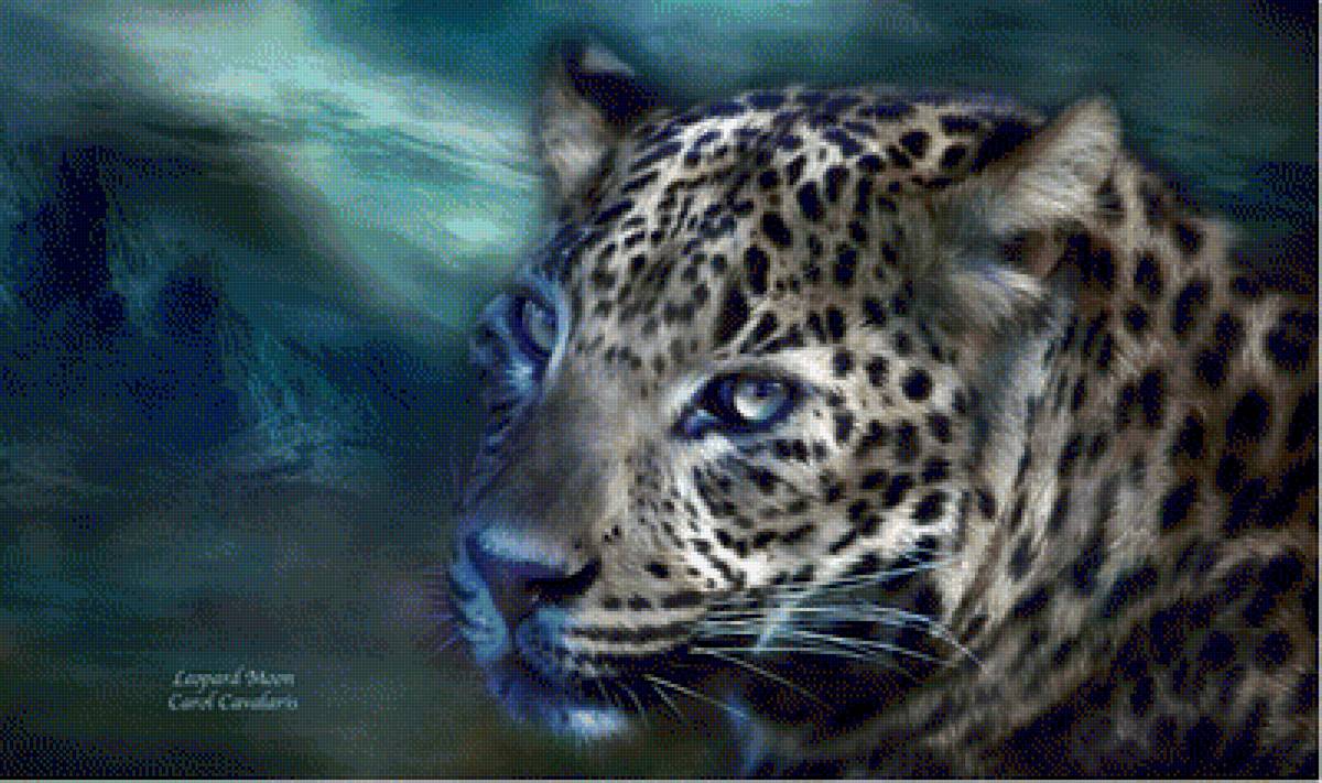 ЛЕОПАРД - взгляд хищника, carol cavalaris, дикие животные, природа - предпросмотр