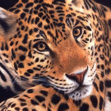 Схема вышивки «Леопард»