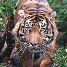 Схема вышивки «тигр»