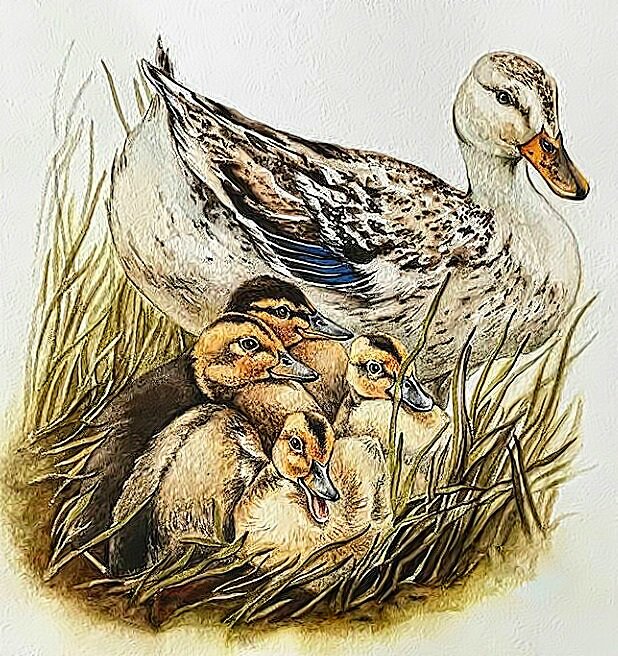 Утка с утятами - утка утята гнездо - оригинал
