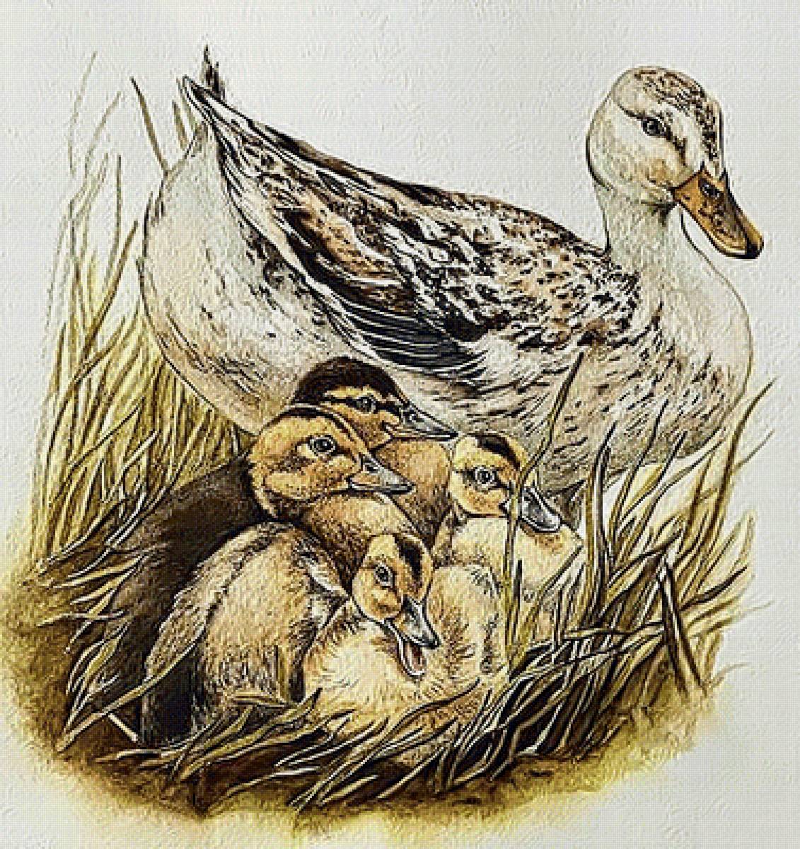 Утка с утятами - утка утята гнездо - предпросмотр