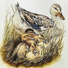 Схема вышивки «Утка с утятами»