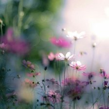 Схема вышивки «Полевые цветы»