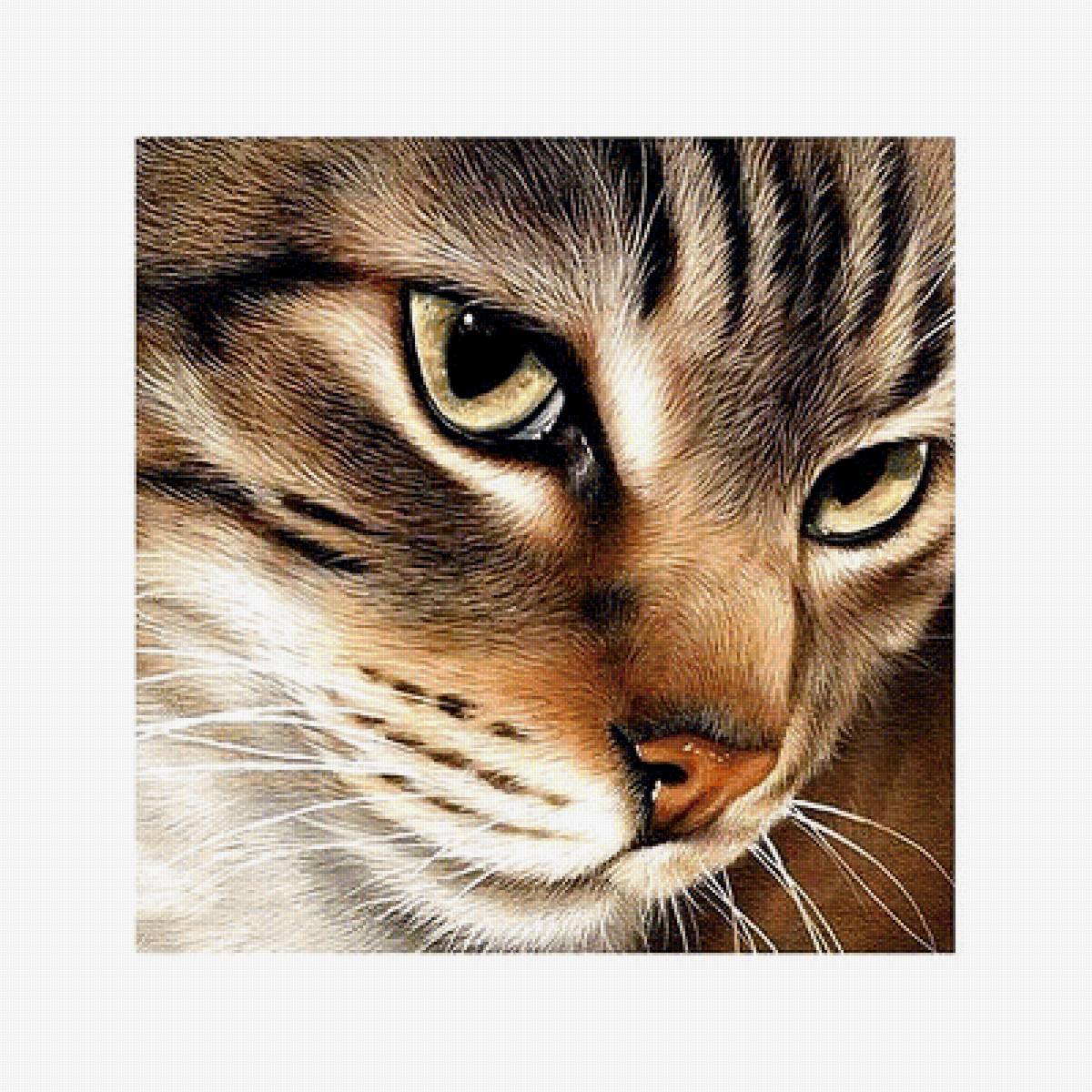 Серия "Коты". - коты, животные - предпросмотр