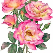 Схема вышивки «розы»