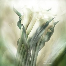 Схема вышивки «KАЛЛЫ»