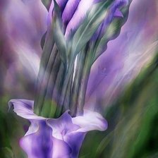 Схема вышивки «KАЛЛЫ»