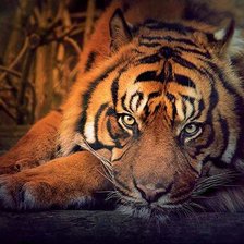 Схема вышивки «Тигр»