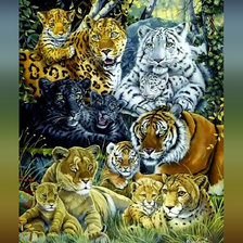 Гордость больших котов2