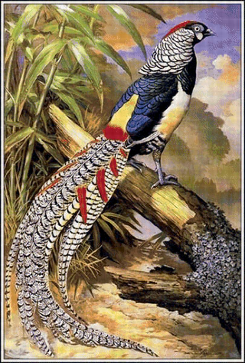 Птица - птицы, птица, природа - предпросмотр