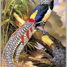 Схема вышивки «Птица»