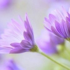 Схема вышивки «цветы»