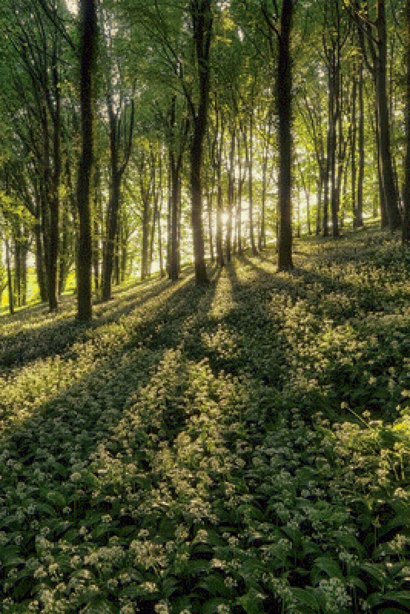 Ландыши - цветы, пейзаж, природа - предпросмотр