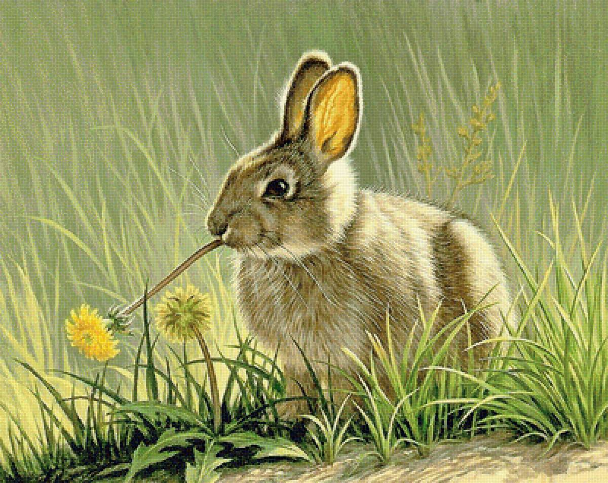 заяц - мир животных - предпросмотр