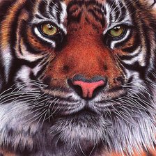 Схема вышивки «тигр»